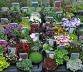 PRE ORDER NOW FOR DELIVERY 2026 - Perennial Hardy Alpines - Mixed Pack of 6 plants.