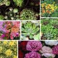 PRE ORDER NOW FOR DELIVERY 2026 - Perennial Hardy Alpines - Mixed Pack of 6 plants.