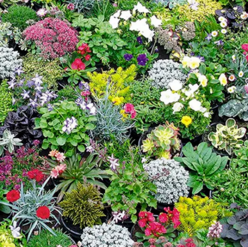 PRE ORDER NOW FOR DELIVERY 2026 - Perennial Hardy Alpines - Mixed Pack of 6 plants.