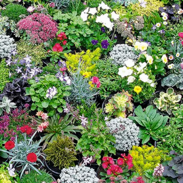 Perennial Hardy Alpines - Mixed Pack of 6 plants