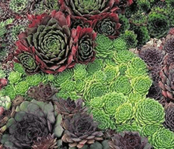 Perennial Hardy Sempervivum - Mixed Pack of 6 plants