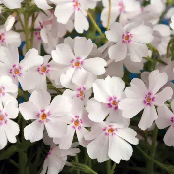 Phlox - Amazing Grace
