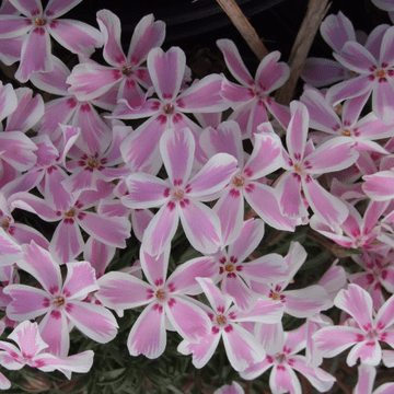 Phlox - Subulata Candy Stripes