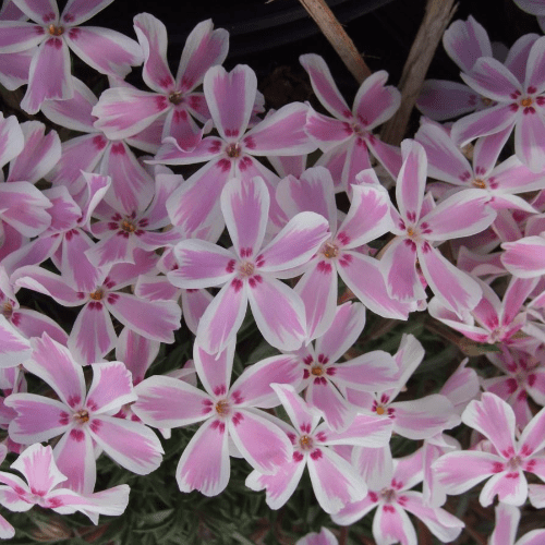 Phlox - Subulata Candy Stripes - 9cm Pot,