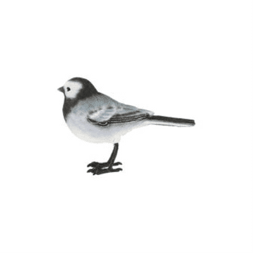 Pied Wagtail - 11cm