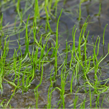 Pilularia Globulifera - Pond Oxagenaor - Pepper Grass - 9cm pot