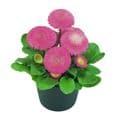 Pink Bellis Daisy - 9cm Pots,