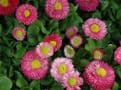 Pink Bellis Daisy - 9cm Pots,