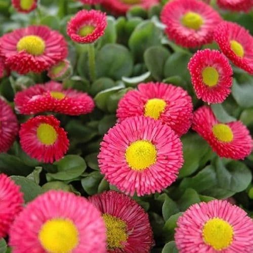 Pink Bellis Daisy - 9cm Pots,