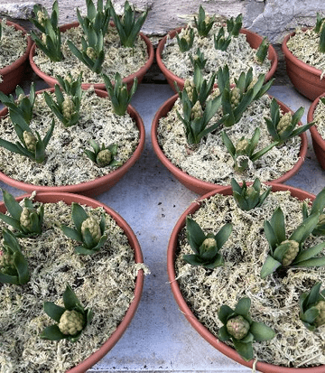 Planted Hyacinth Bowls - 6 Bulbs Planted in a  28cm Bowl Planter