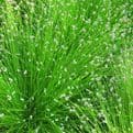 Oxagenting Plants - Mixed 4 pack.