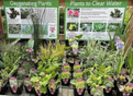 Oxagenting Plants - Mixed 4 pack.