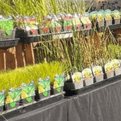Oxagenting Plants - Mixed 4 pack.