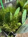 Oxagenting Plants - Mixed 4 pack.