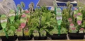 Oxagenting Plants - Mixed 4 pack.