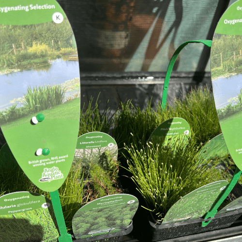 Oxagenting Plants - Mixed 4 pack.