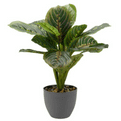 Prayer Plant  - 35cm.