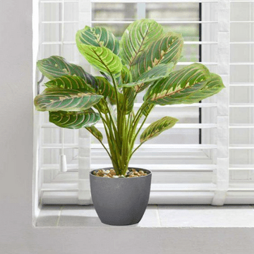 Prayer Plant - 35cm