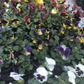 Large Scented Pansy's -  Pack of 6.