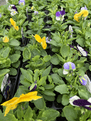 Large Scented Pansy's -  Pack of 6.