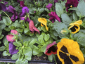 Large Scented Pansy's -  Pack of 6.