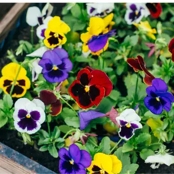 PRE ORDER - Large Scented Pansy's -  Mixed Pack of 6