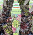 Perennial Hardy Sempervivum - Mixed Pack of 6 plants.