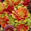 Perennial Hardy Sempervivum - Mixed Pack of 6 plants.