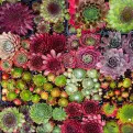 Perennial Hardy Sempervivum - Mixed Pack of 6 plants.