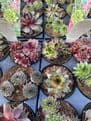 Perennial Hardy Sempervivum - Mixed Pack of 6 plants.