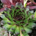 Perennial Hardy Sempervivum - Mixed Pack of 6 plants.