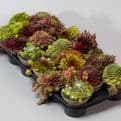 Perennial Hardy Sempervivum - Mixed Pack of 6 plants.