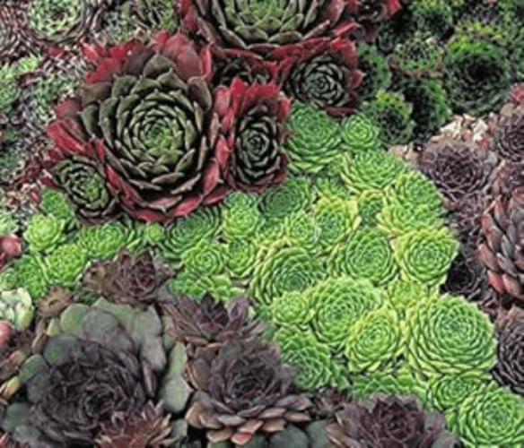 Perennial Hardy Sempervivum - Mixed Pack of 6 plants.