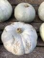 Pumpkin Seeds - Jack o'Lantern.