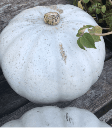 Pumpkin Seeds - Jack o'Lantern.