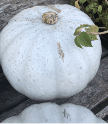 Pumpkin Seeds - Blue Ghost