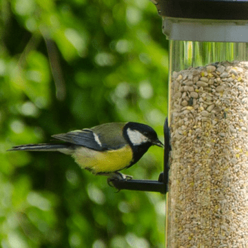 Quality Bird Feed - Complete Mess -Free Seed Mix