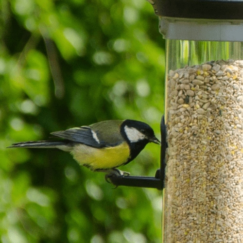 Peckish Bird Feed - Complete Mess Free Seed Mix.