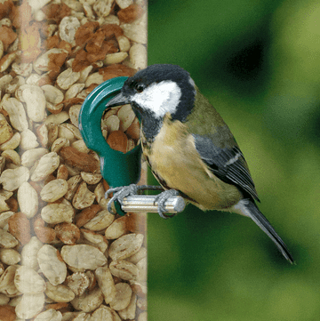 Quality High Protean Bird Peanuts - Wild Garden Birds Peanuts - 1.5kg