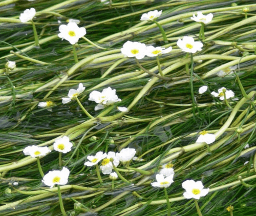 Native Water Ranunculus Ranunculus aquatilis.