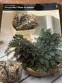 Rose of Jericho - Sanginella  (The Resurrection Plant).