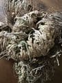Rose of Jericho - Sanginella  (The Resurrection Plant).