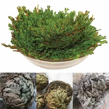Rose of Jericho - Sanginella (The Resurrection Plant)