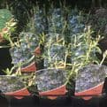 Rosemary -  Creeping Haifa- 8.5cm Pot - Herb.