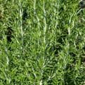 Rosemary -  Creeping Haifa- 8.5cm Pot - Herb.