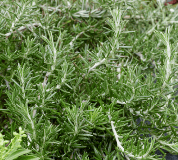Rosemary - Creeping Haifa- 8.5cm Pot - Herb