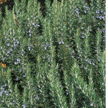 Rosemary - Tuscsan Blue - 8.5cm Pot - Herb