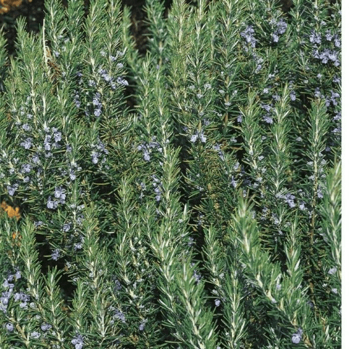 Rosemary - Tuscsan Blue - 8.5cm Pot - Herb.