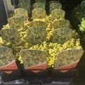 Scented  Golden Thyme - 8.5cm Pot - Herb.