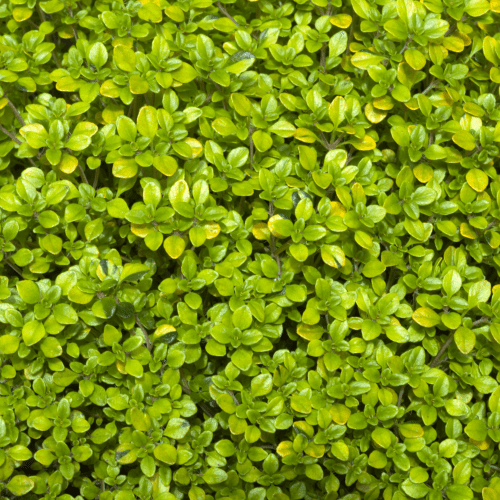 Scented  Golden Thyme - 8.5cm Pot - Herb.